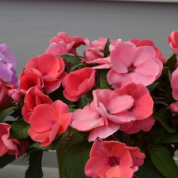 Impatiens hawkerii 'Salmon' 