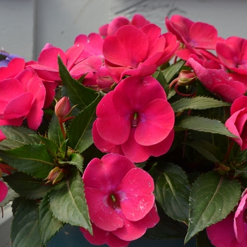 Impatiens hawkerii 'Purple' 