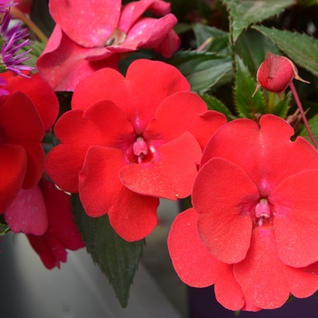 Impatiens hawkerii 'Magenta' 