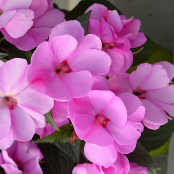 Impatiens hawkerii 'Blushing Orchid' 