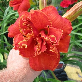 Hemerocallis 'Moses Fire' 