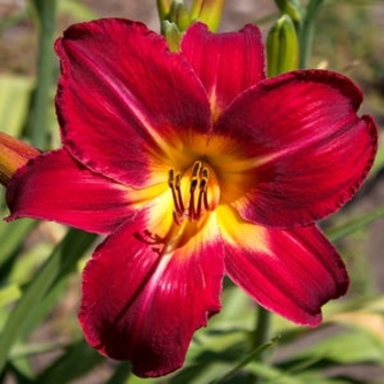 Hemerocallis 'Red Volunteer' 