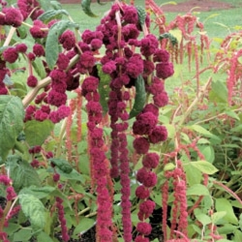 Amaranthus caudatus 'Dreadlocks' 