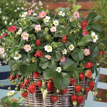 Fragaria 'Rainbow Treasure' 