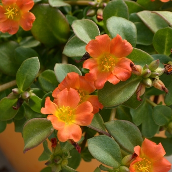 Portulaca oleracea Pazazz Nano™ 'Orange'