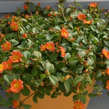 Portulaca oleracea 'Orange' 
