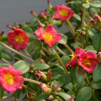 Portulaca oleracea 'Fuchsia' 