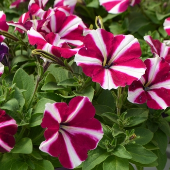 Petunia Amore™ 'Joy'