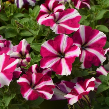 Petunia 'Joy' 