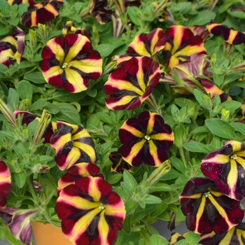 Petunia 'Fiesta' 