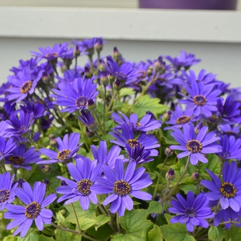 Pericallis Primavera™ 'Navy Blue' (111445)