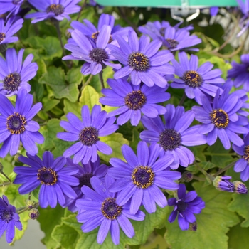 Pericallis 'Navy Blue' 