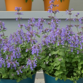 Nepeta x faassenii 'Aroma™ Violet'