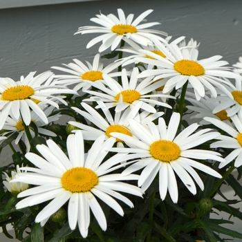 Leucanthemum x superbum 'Lucille White' PPAF