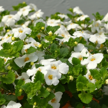 Sutera cordata 'Gulliver Basket White' 