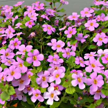 Sutera cordata 'Great Classic Pink' 