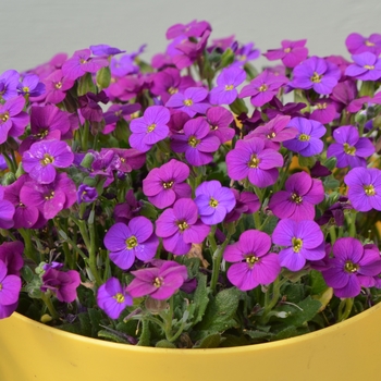 Aubrieta Audrey™ 'Deep Purple'