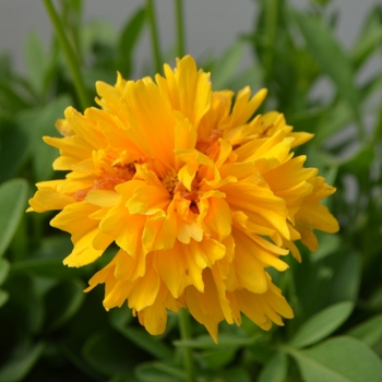 Coreopsis grandiflora 'Golden Crown' 