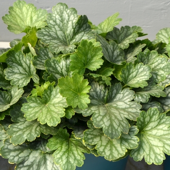 Heuchera Kira™ 'Evergreen Forest'