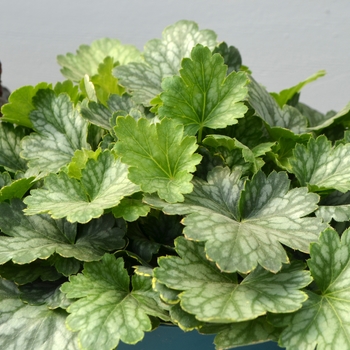 Heuchera 'Evergreen Forest' 