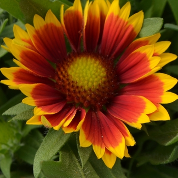 Gaillardia x grandiflora Galya™ 'Wild Fire'