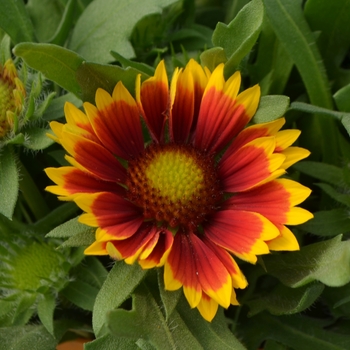 Gaillardia x grandiflora 'Wild Fire' 