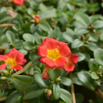 Portulaca oleracea Pazazz Nano™ 'Hot Pink'