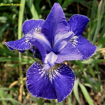 Iris sibirica 'Forrest McCord' 