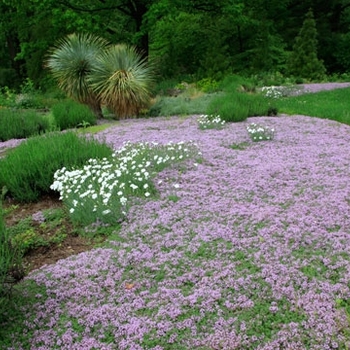 Woolly Thyme, Thymus lanuginosus