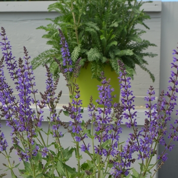 Salvia nemorosa 'Marcus®'