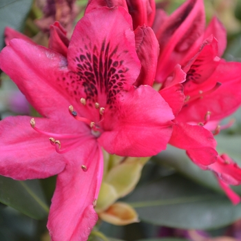 Rhododendron 'Nova Zembla'