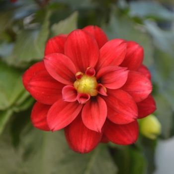 Dahlia 'Medio Burgundy' 