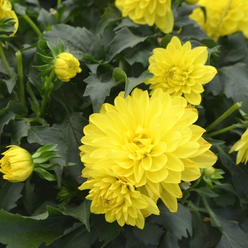 Dahlia 'Maggiore Yellow' 