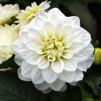 Dahlia 'Maggiore White' 