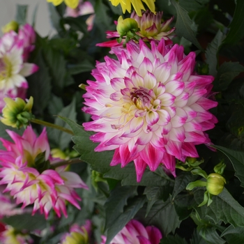 Dahlia LaBella® 'Maggiore Rose Bicolor'