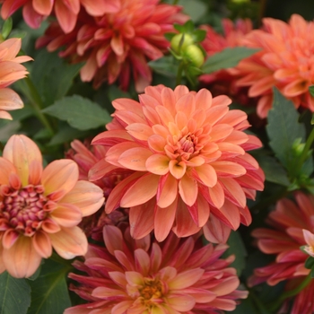 Dahlia LaBella® 'Maggiore Orange Bicolor'