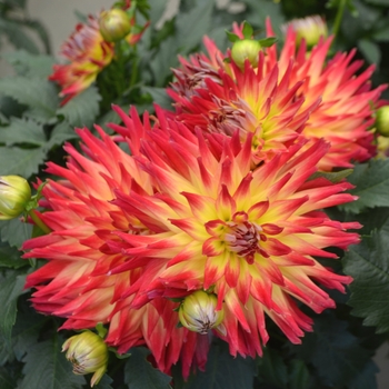 Dahlia LaBella® 'Maggiore Fire'