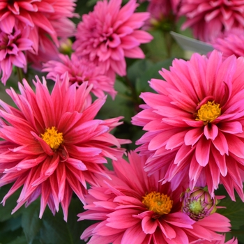 Dahlia LaBella® 'Maggiore Deep Rose' (111560)
