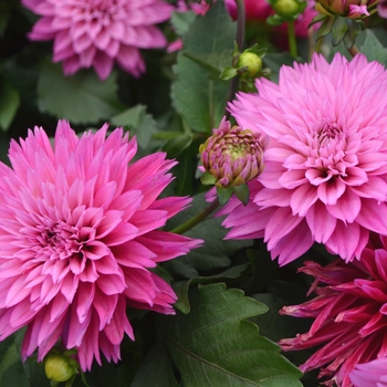 Dahlia LaBella® 'Maggiore Deep Rose'