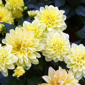 Dahlia LaBella® 'Grande Yellow'