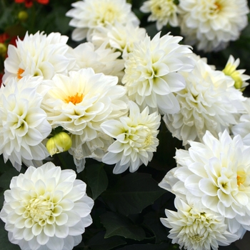 Dahlia LaBella® 'Grande White'