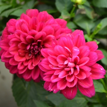 Dahlia LaBella® 'Grande Purple'