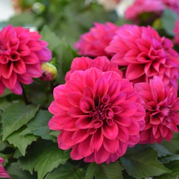 Dahlia LaBella® 'Medio Deep Pink'