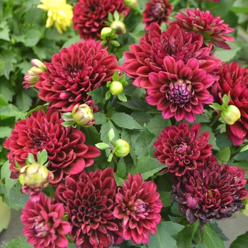 Dahlia LaBella® 'Grande Magenta'