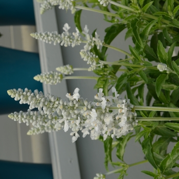 Salvia farinacea Sallyfun™ 'Snow White'