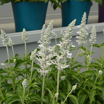 Salvia farinacea 'Snow White' 