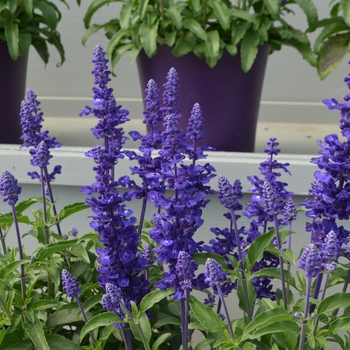 Salvia farinacea 'Deep Ocean' 