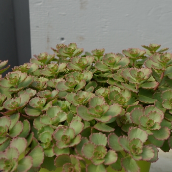 Sedum spurium 'Elizabeth'