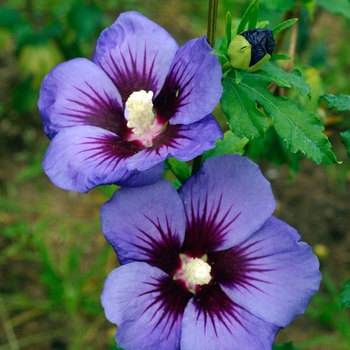 Hibiscus syriacus 'Minsygrbl1' 