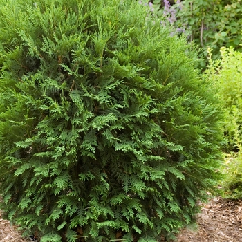 Thuja occidentalis 'Technito®'